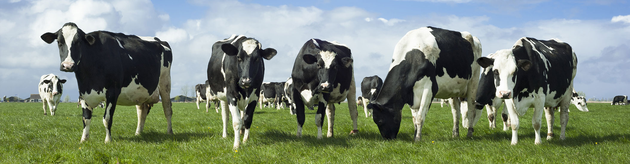 About ICR &amp; Colostrum | Institute of Colostrum Research